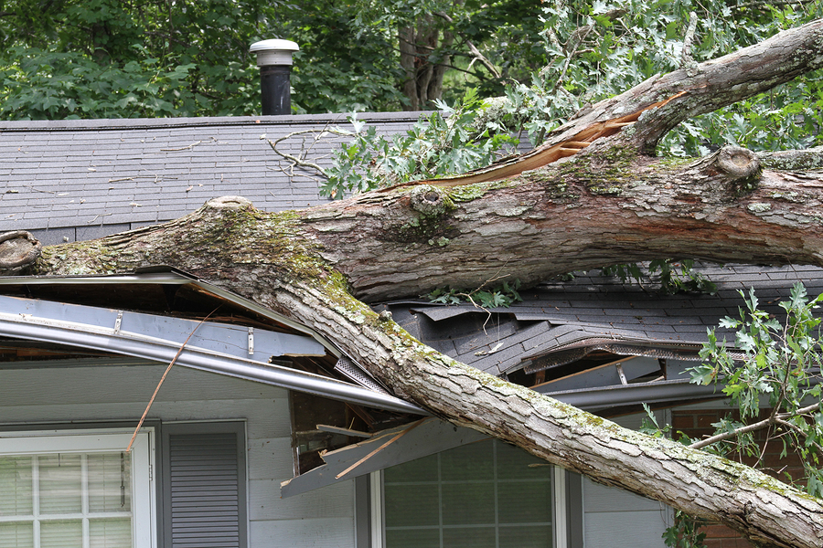 tree on a roof causing damage