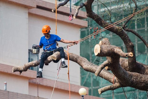 Graphic of contractor trimming branches